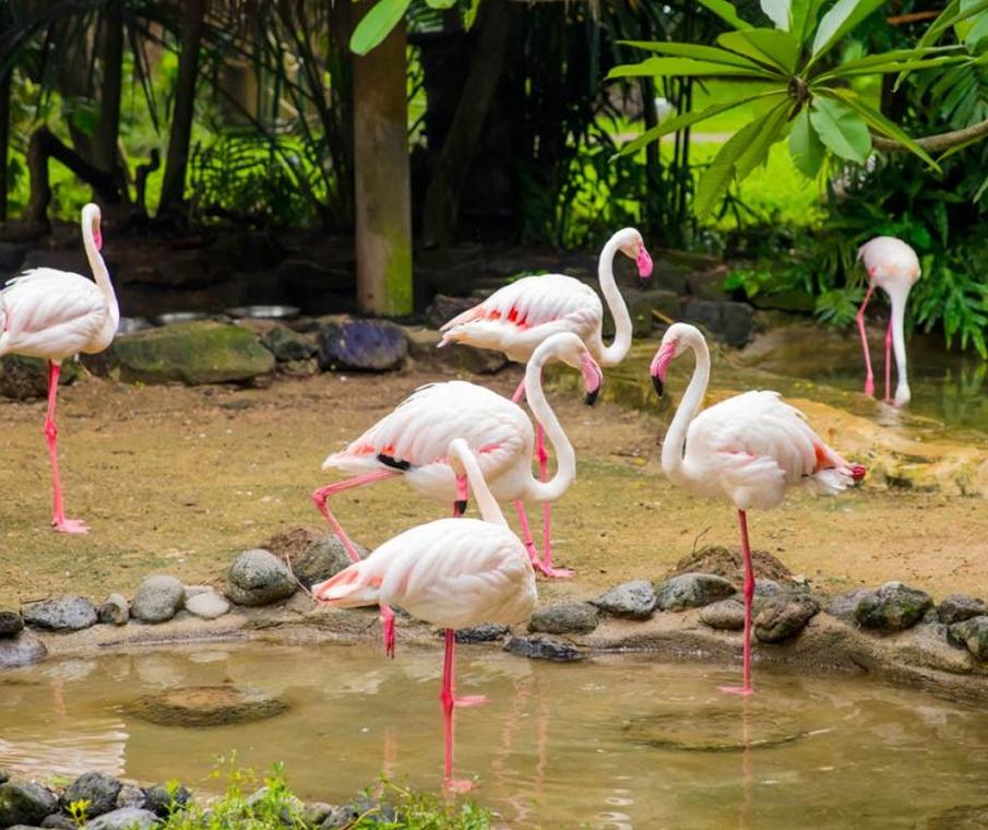 Bird Park